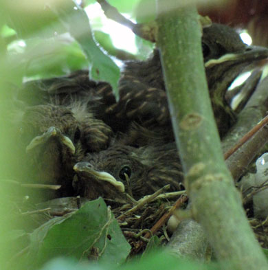 Merelnest in de Les Camélias tuin