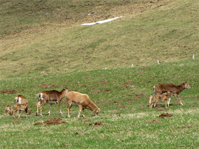 Moeflons met lammetjes