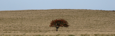 Lijsterbes
