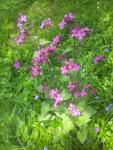Flowers in the Les Camélias garden