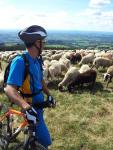 De moutons sur la Banne d'Ordanche