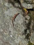 Common wall lizard