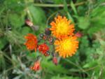 Orange hawkweed