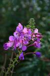 Fireweed