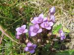 Field Gentian