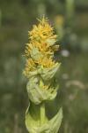 Great yellow gentian