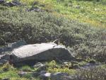 Marmot