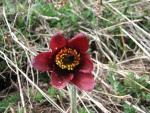 Adonis' flower