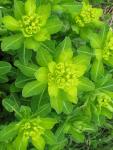 Euphorbia