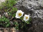 Anemone