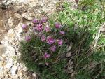 Field Gentian