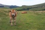 An Aubrac cow