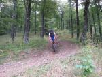 Dans le forêt