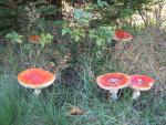 Fly amanita