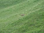Chamois