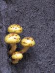Mushrooms