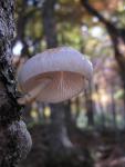 Porcelain fungus
