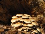 Mushrooms