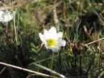 Anemone