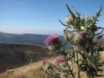 Thistle