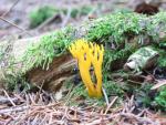 Yellow stagshorn