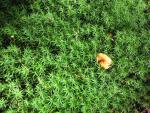 Mushrooms