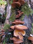 Mushrooms