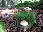 Mushrooms