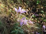 Autumn crocus