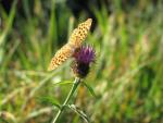 Silver-washed fritillary