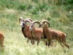 Mouflons