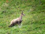 Chamois