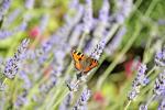  Red Admiral