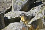 Marmot