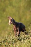 Young mouflon