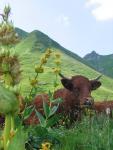 A Salers cow