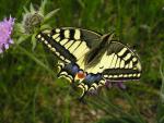  Old World swallowtail