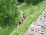 Le chemin en arrière des Camélias: le Chemin de Melchi-Rose