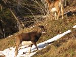 A young mouflon in the Les Camélias garden