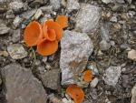Orange Peel Fungus