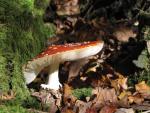 Fly amanita