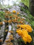 Orange Peel Fungus
