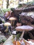 Mushrooms