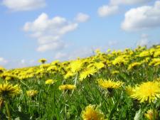 Frühling