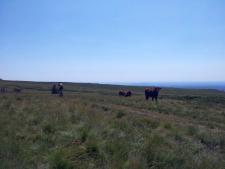 Vaches Salers et VTT sur les Plaines Brûlées